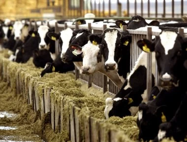 Βρετανία: Κτηνοτρόφοι χρησιμοποιούν το... tinder για τις αγελάδες τους!